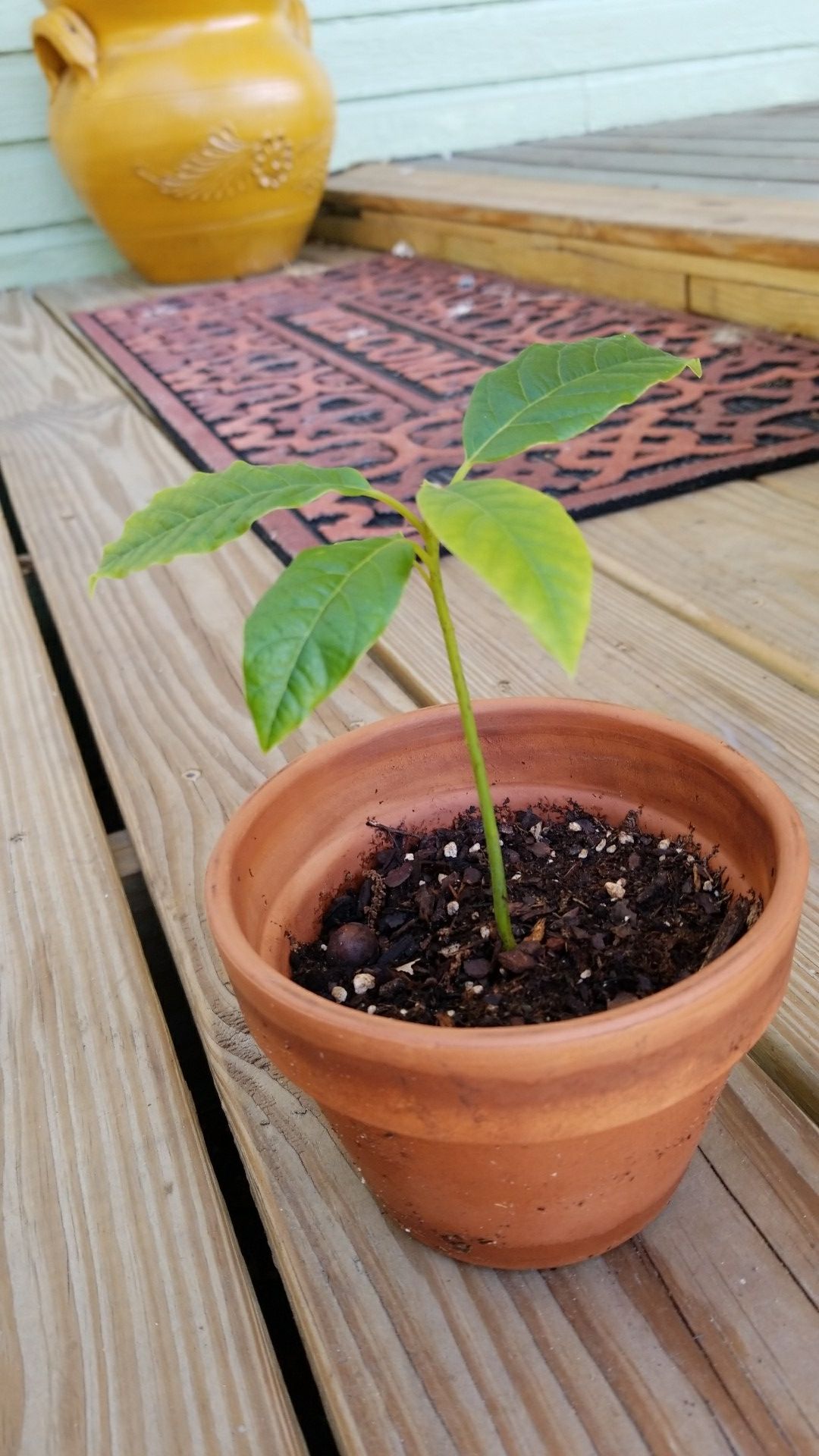 avocado shoot...5.00