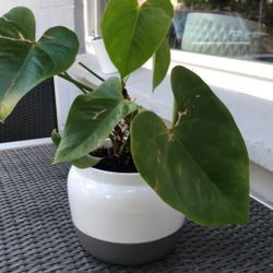Indoor Plant 