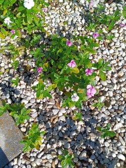 15 Pink & White Vinca You Pull $5 - Deltona Florida pickup