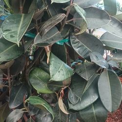 Indoor And Outdoor Plant.