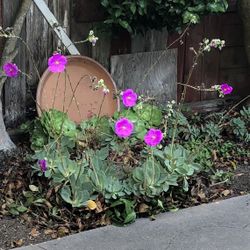Calandrinia Succulent  Trimmings 