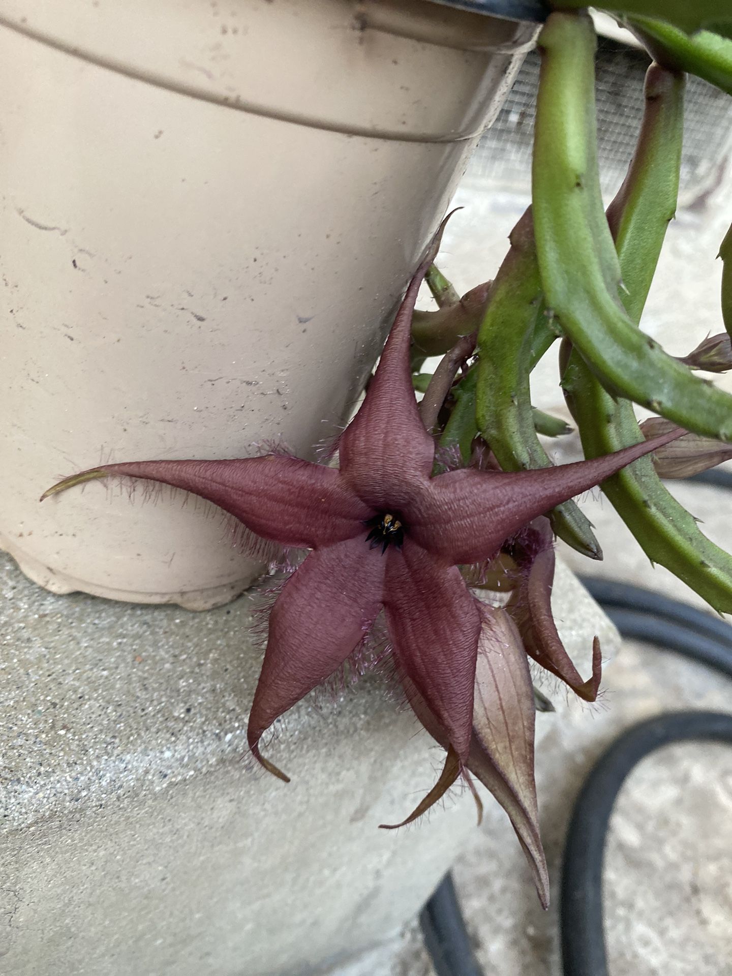 Stapelia Starfish Blooming Plant , In 6 Inch Pot Pick Up Only