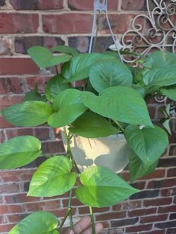 Hanging Basket Plant