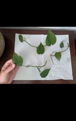 Heartleaf philodendron cuttings (🔺$2 each)