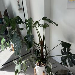Monstera Deliciosa – 2 Years Old – $50