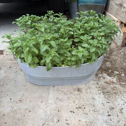 Mint Plant / Yerbabuena Plant 