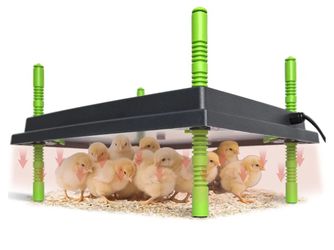chick heat plate
