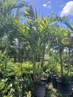 Christmas Palm Trees 🌴 25gl $120