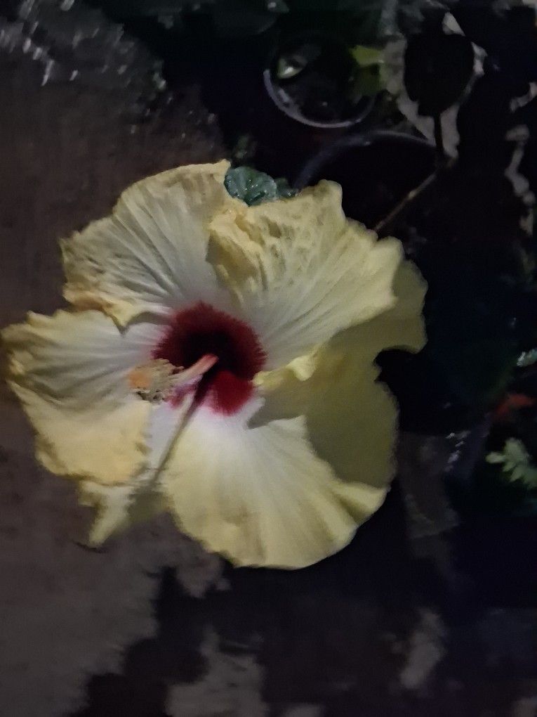 Hibiscus