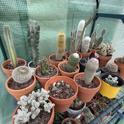 30- Cactus In 2’x3’x6’ Greenhouse- $75 OrBest Offer