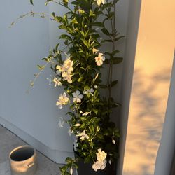Over 7ft White Mandevilla 4 Years Old 