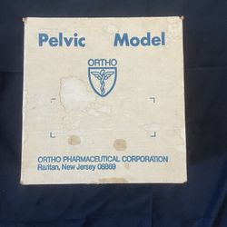 Antique Retro Ortho Pelvic Model