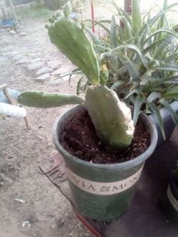 Large Blooming Prickly Pear Cactus in Pot – Rare Variety, Actively Flowering!