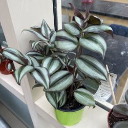 Small Or Large Wondering Jew Plant 