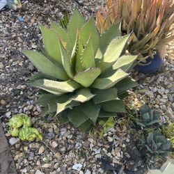 Agaves 