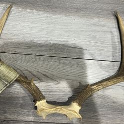 Deer Antlers Sheds