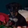 Puppylove