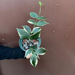 variegated hoya polyneura