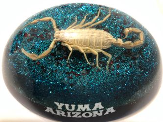 Scorpion paperwieght