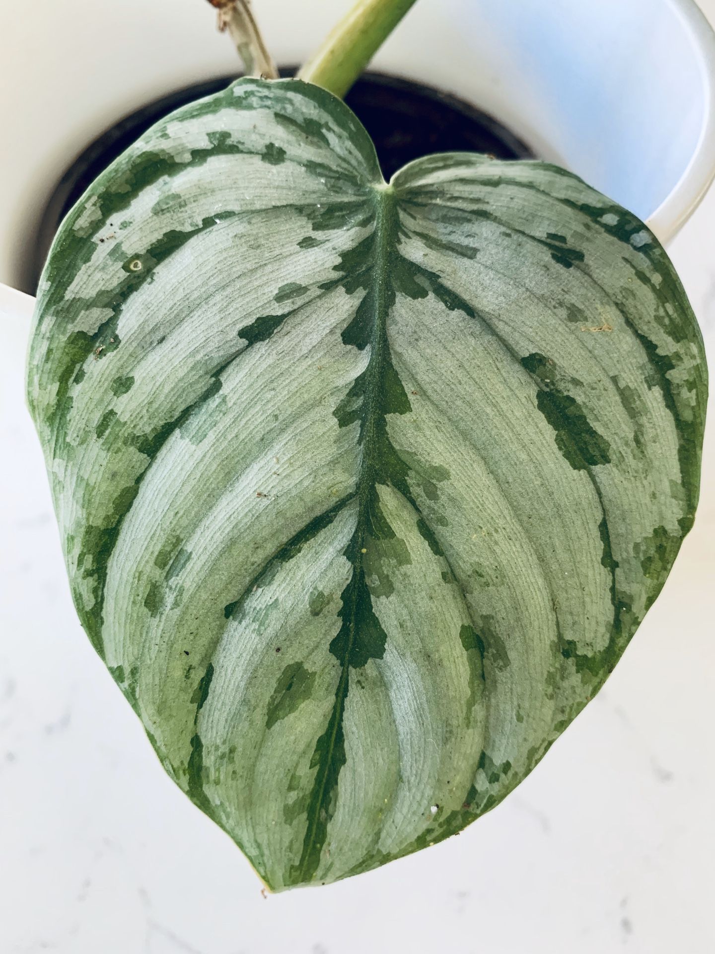 Philodendron Brandtianum Plant