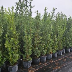 clusias podocarpus  Only  instant privacy  Hedge  for fences 