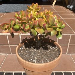 Sunset Jade Succulent 