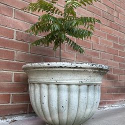 Heathy Bushy Curry Plant Or Various Plant 🪴 