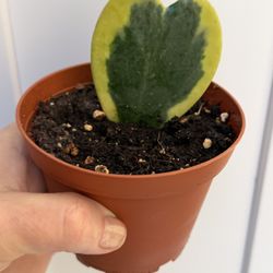 Hoya kerrii 'Variegata'