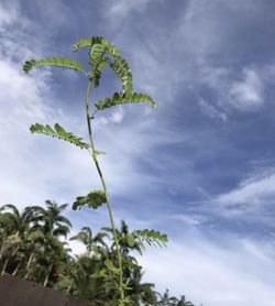 Stone breaker plant Gale of the Wind