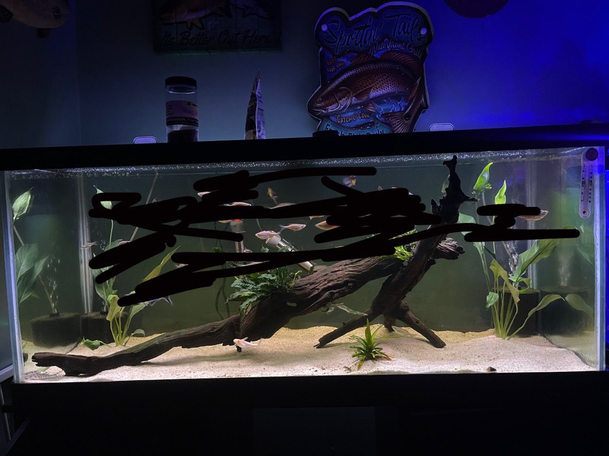 75 Gallon tank and stand