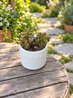 Bronze Sedum Succulent in White Floral Pot