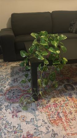 Golden pothos
