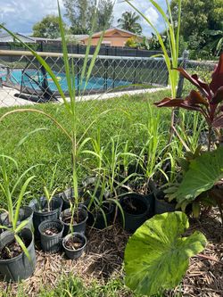 Sugarcane Plants in Nursery Pots