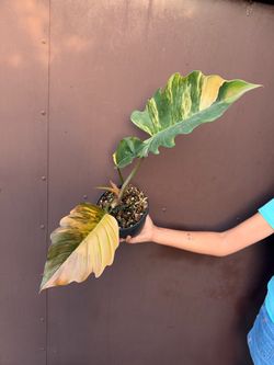 6” philodendron caramel marble