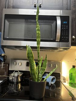 Snake plant 