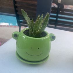 Succulent Gift Pots