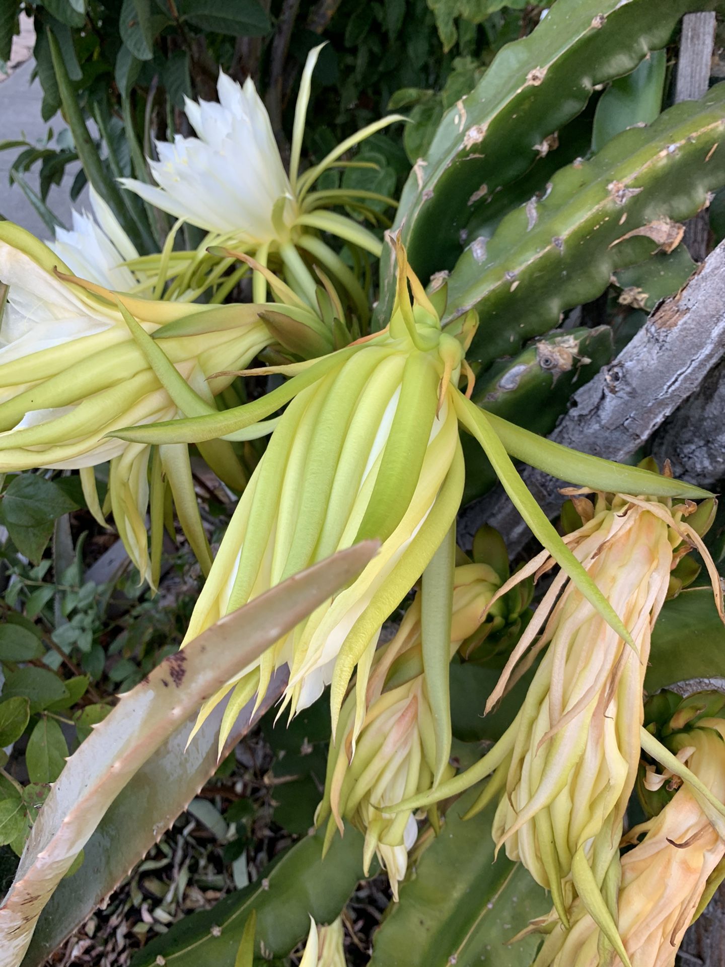 Dragon fruit plants for sale, $15 each