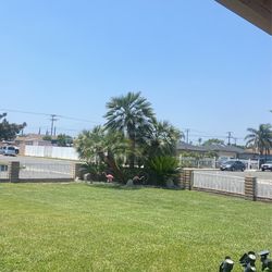 Palm tree