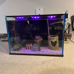 5 Gallon Fish Tank 