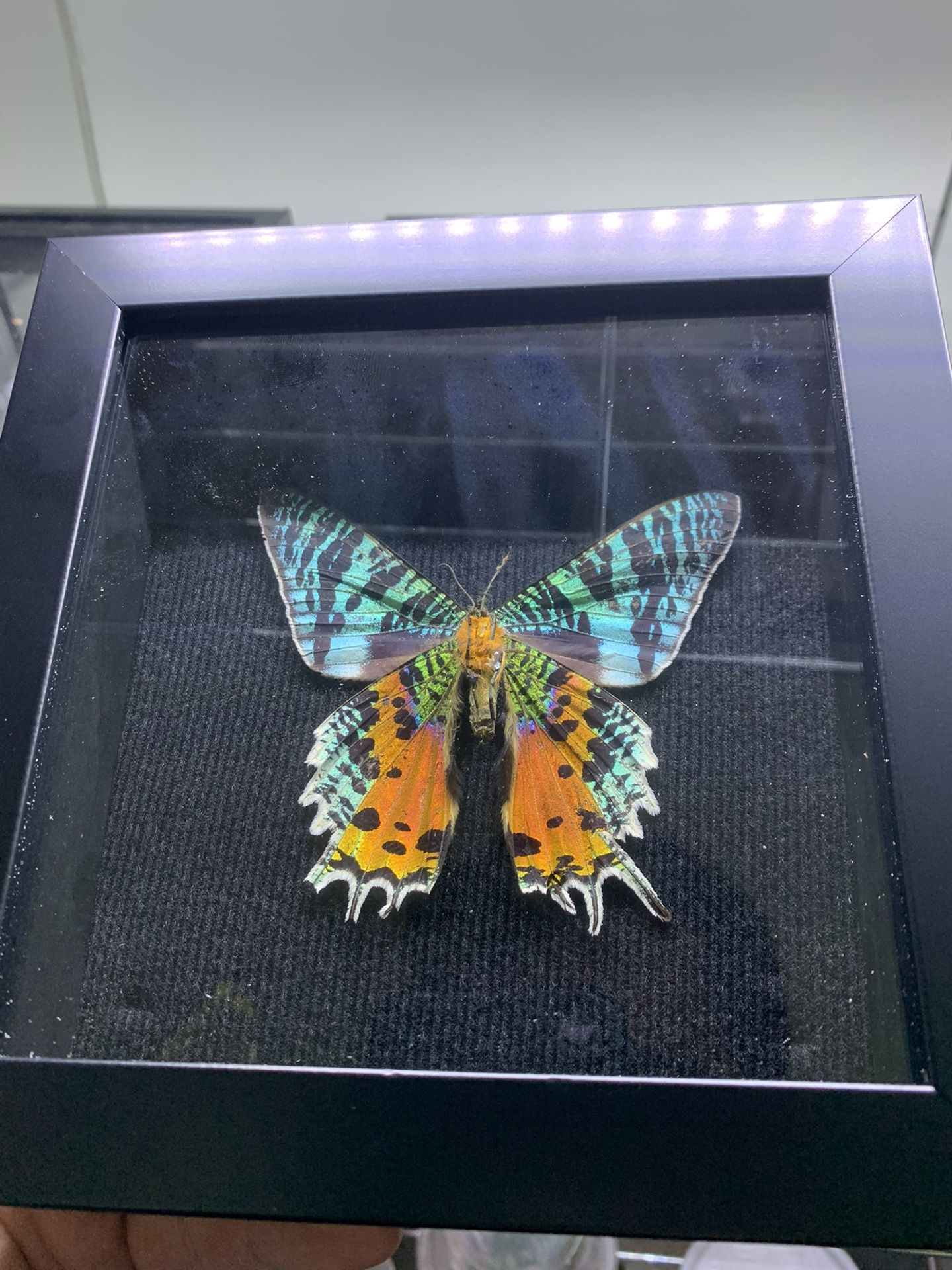 Real Butterfly Shadow box Art Decoration for Framing