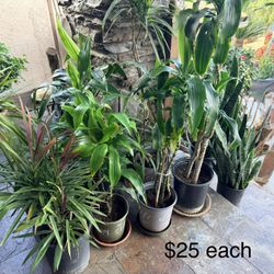 House Plants Outdoor Indoor Plants $30