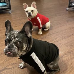 Dog Track Jacket  Sized S/M/L/XL/XXL