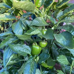 Bell Pepper Plants