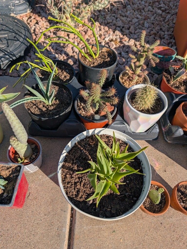 Cacti And Succulents $5-$40.00 Depending On Size
