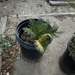 Sago Palm