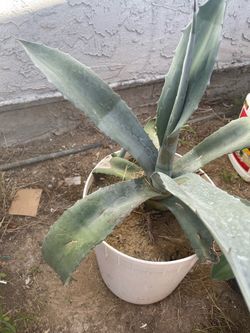 Maguey Agave Succulent