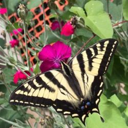Rose Campion Perennial Plant.