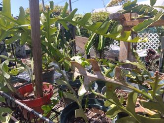 Fishbone Cactus