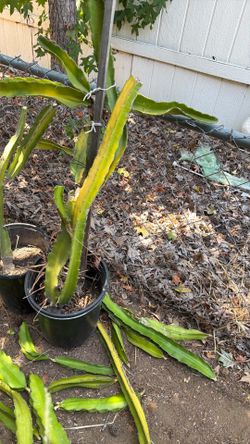 Dragon fruit 5 gallons $10