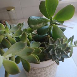 Plants In A White Pot.